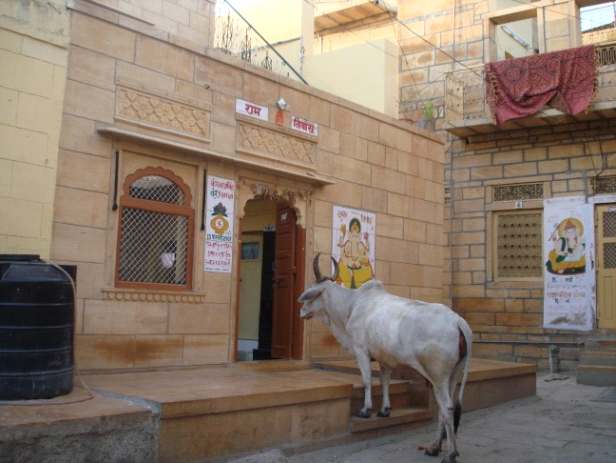 Vaca sagrada en la puerta de un templo (Jaisalmer)