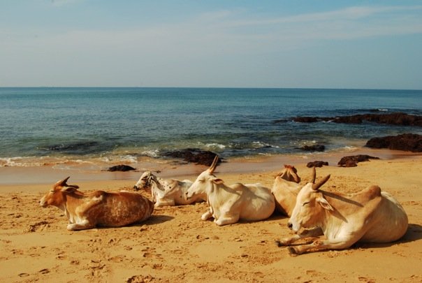 Vaques prenent el sol a la platja d'Anjuna