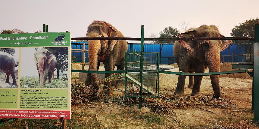 En el Hospital de Elefantes de Agra