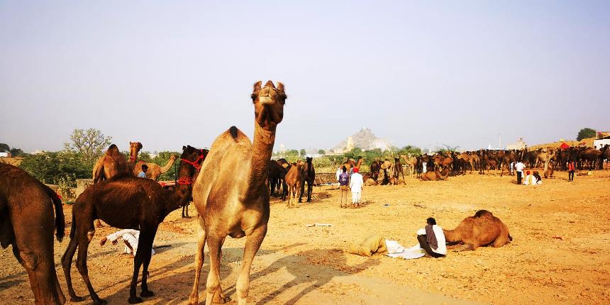 Camellos en la feria de Pushkar