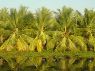 Palmeras en los backwaters de Kerala