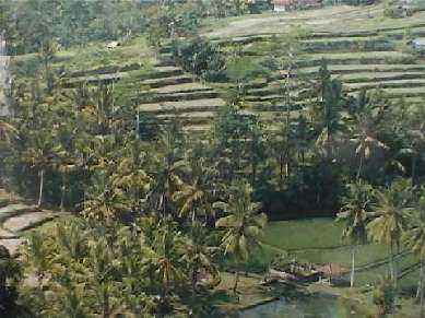 Terrazas de arrozales