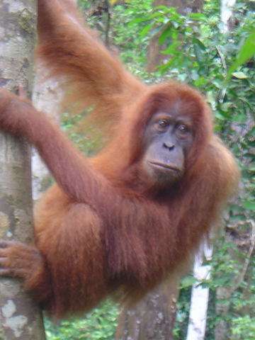 Orangután en la Reserva<br />de Bukkit Lawang