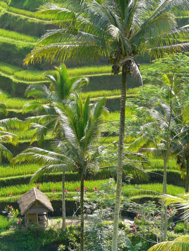 Arrossars de Tegallang