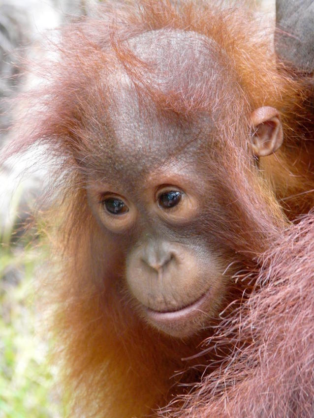Petit orangutà