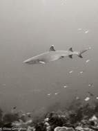 Tiburón de punta blanca