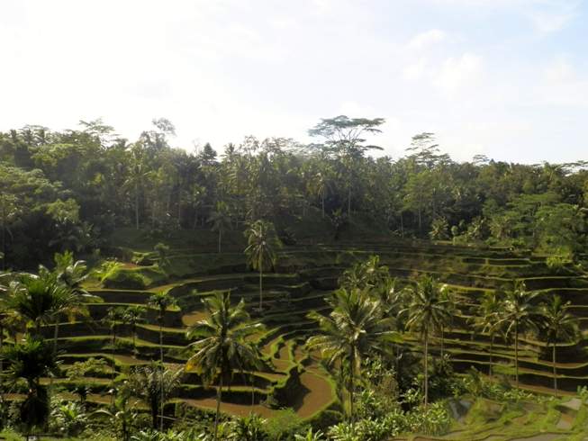 Terrasses d'arrós a Bali