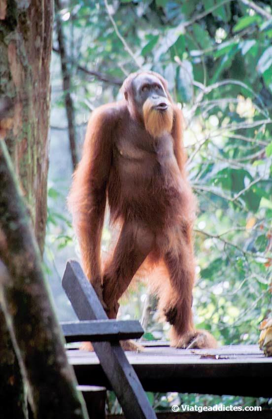 Orangutà en el centre de rehabilitació del P.N. Gunung Leuser