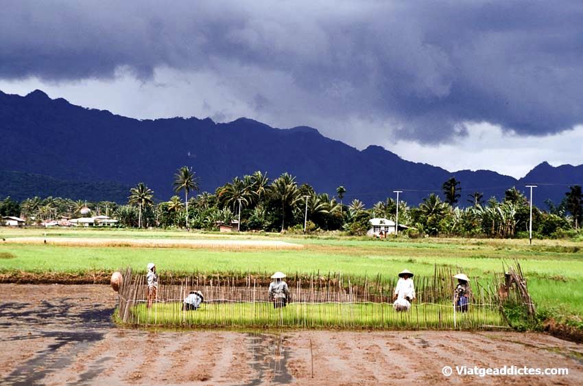 Trabajando los campos de arroz (Valle de Harau, Sumatra)