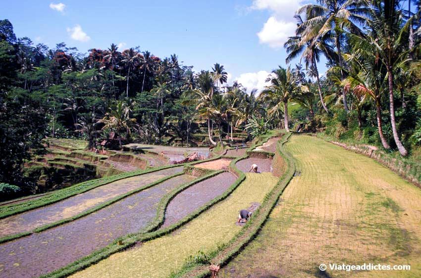 Campos de arroz cerca de Gunung Kawi (Tampaksiring, Bali)