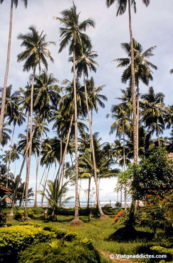 Cocoteros en la playa de Lagundri (islas Nias, Sumatra)