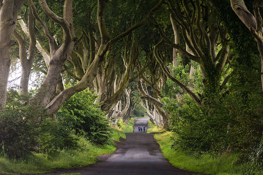 La famosa avenida de hayas de Dark Hedges (The Dark Hedges, condado de Antrim, Irlanda del Norte)
