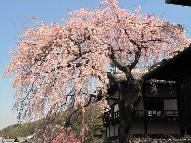 Cirerers florits en el Temple Kiyomizu