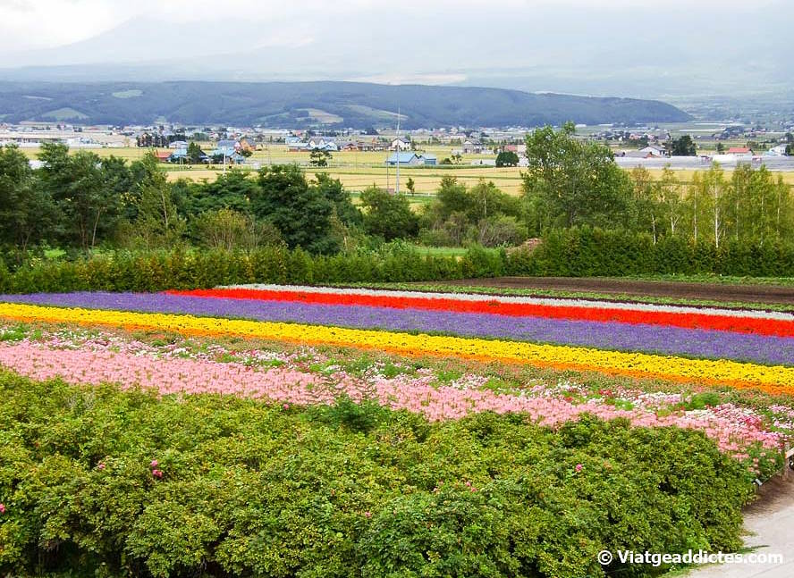 Sinfonía de colores en los campos de flores de Nakafurano (Furano, Hokkaidō)