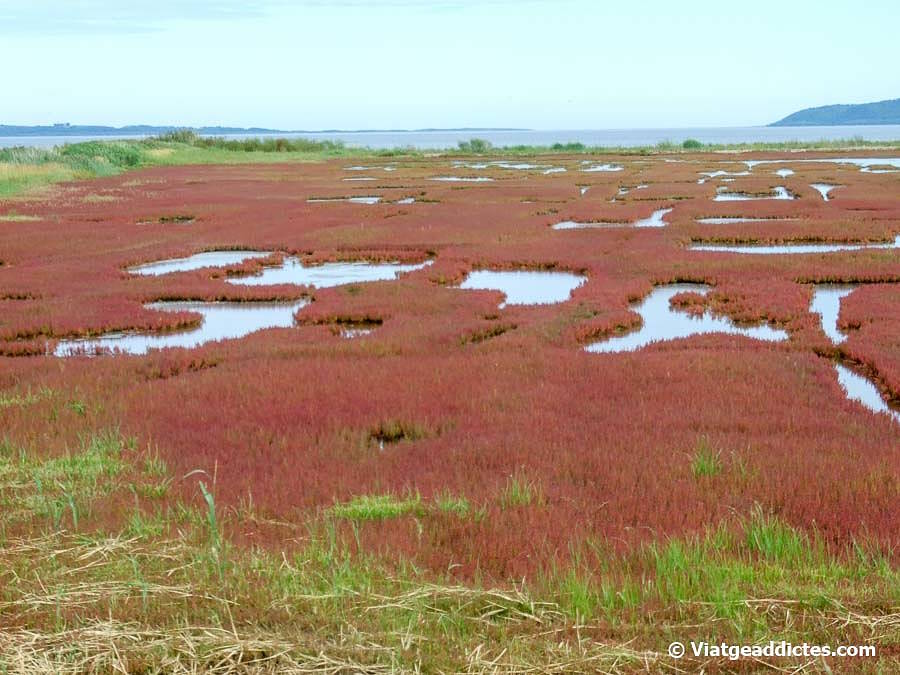 Gran extensión de colonias de salicornia junto al lago Notoro (Hokkaidō)
