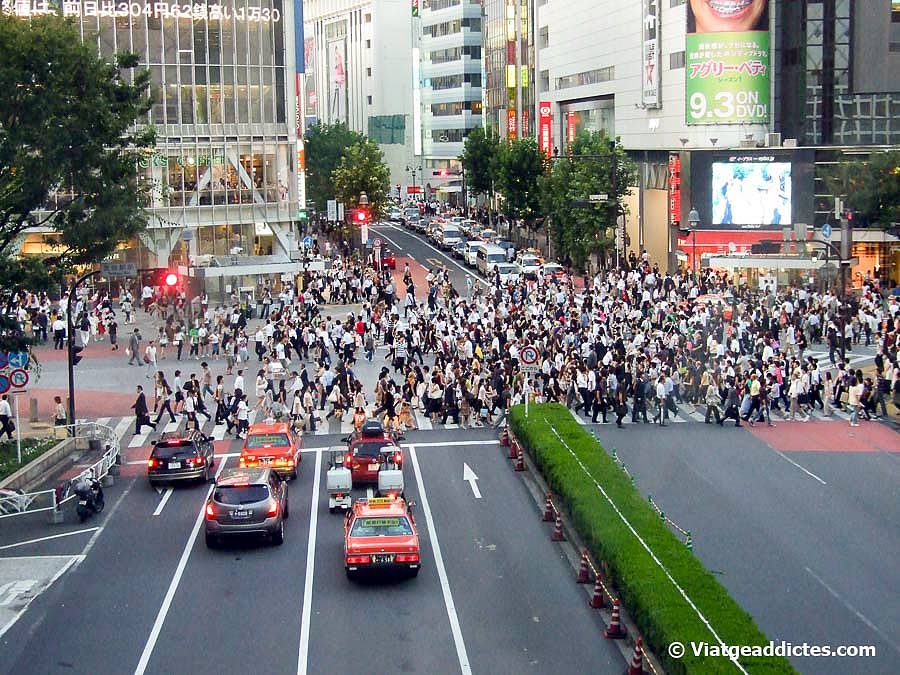 Els concurridíssims, i famosos, passos de vianants del districte de Shibuya (Tòquio, Honshū)