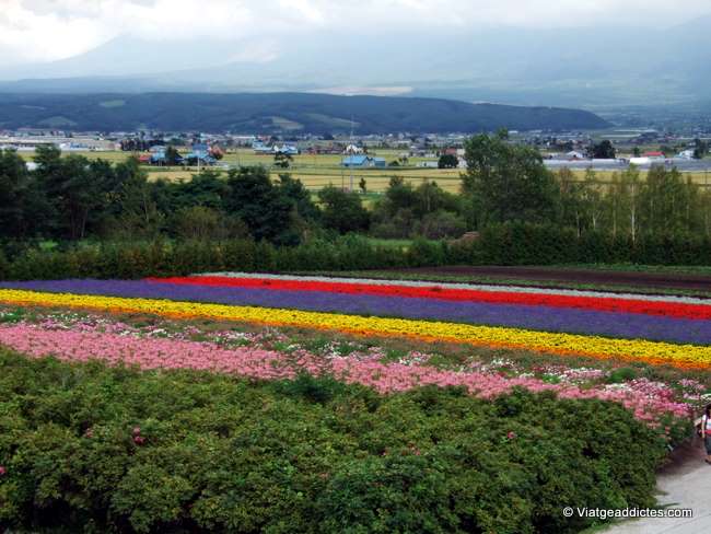 Campos de flores en Nakafurano
