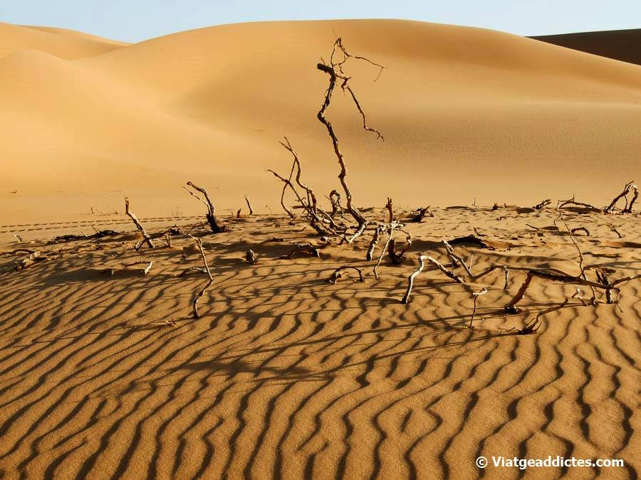 Arbustos muertos sobre la arena de las dunas de Idehan Ubari