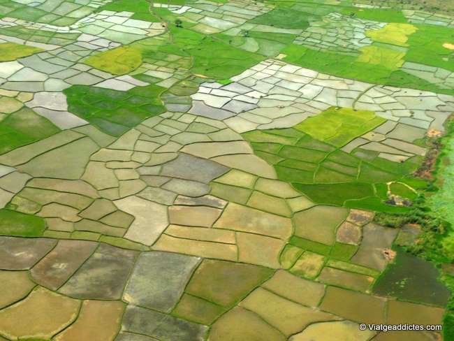 Campos de arroz con formas geométricas