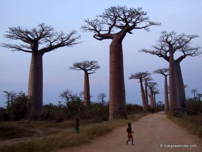 Avenida de los baobabs