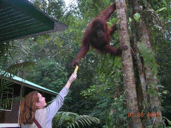 Orangutang in Semengoh
