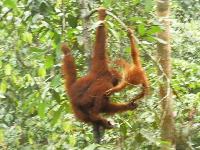 Orangutans al Semengoh Wildlife Centre