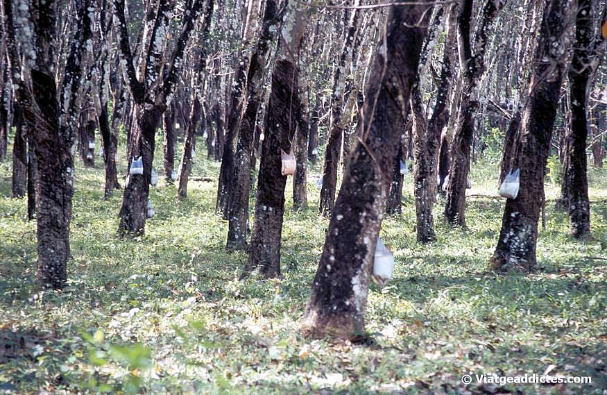 Plantació d'arbres de cautxú (Langkawi)