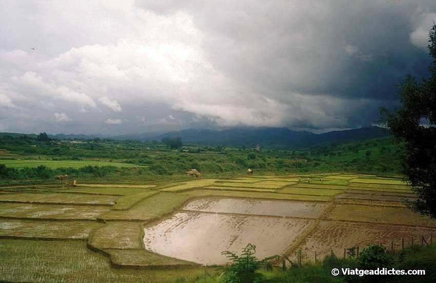 Campos de arroz bajo la lluvia de los monzones, Lashio