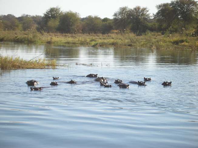 Grup d'hipopotams a l'Okavango