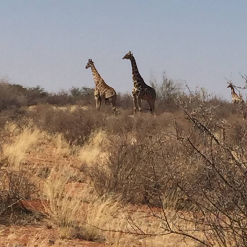 Girafes de camí a Bagatelle