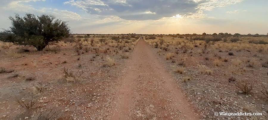 Caminant per la ruta Ostrich Trail, en el Kalahari