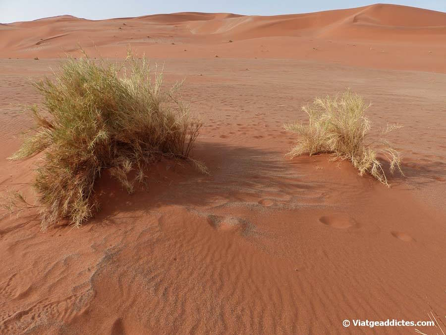 Matolls i dunes de sorra vermella en el camí de Sossusvlei a Hiddenvlei