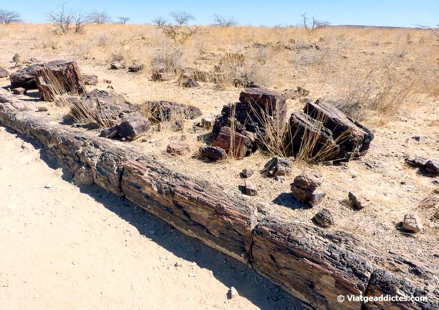 Un dels grans troncs convertits en pedra del Bosc Petrificat de Khorixas
