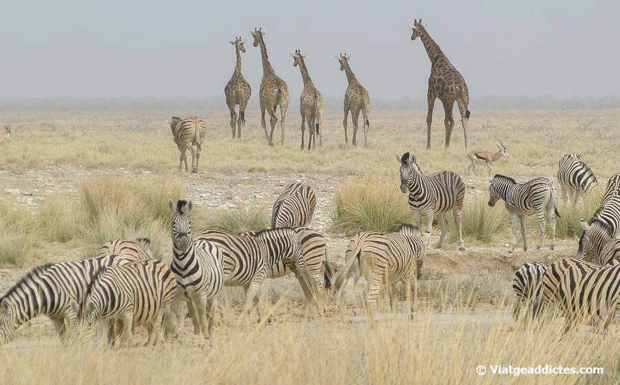 Girafes, zebres i gaseles prop d'un abeurador