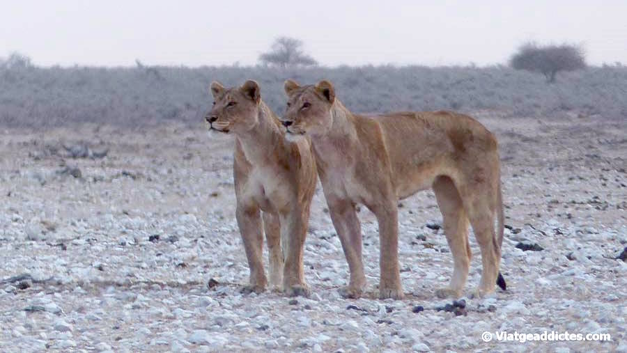 Una parella de lleones buscant possibles preses en l'abeurador Nebrowni