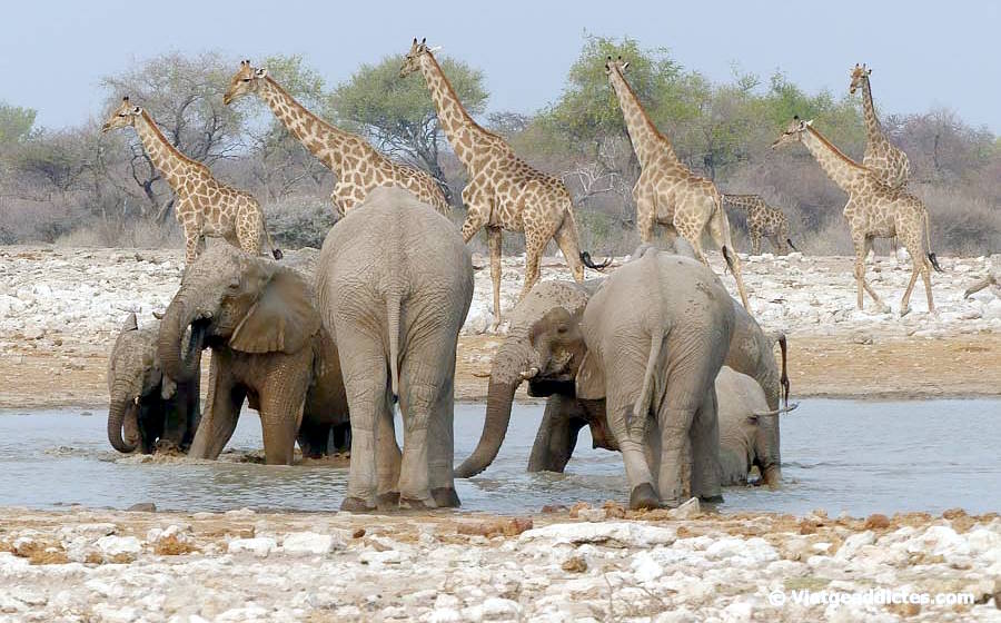 Elefants banyant-se en un abeurador d'Etosha