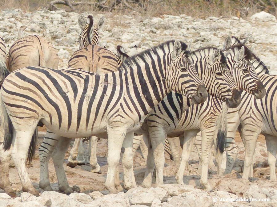 Grup de zebres en un dels abeuradors d'Etosha