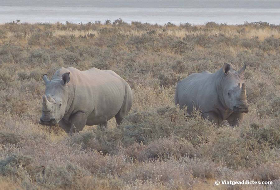 Dos rinoceronts blancs prop de  l'abeurador Nebrowni