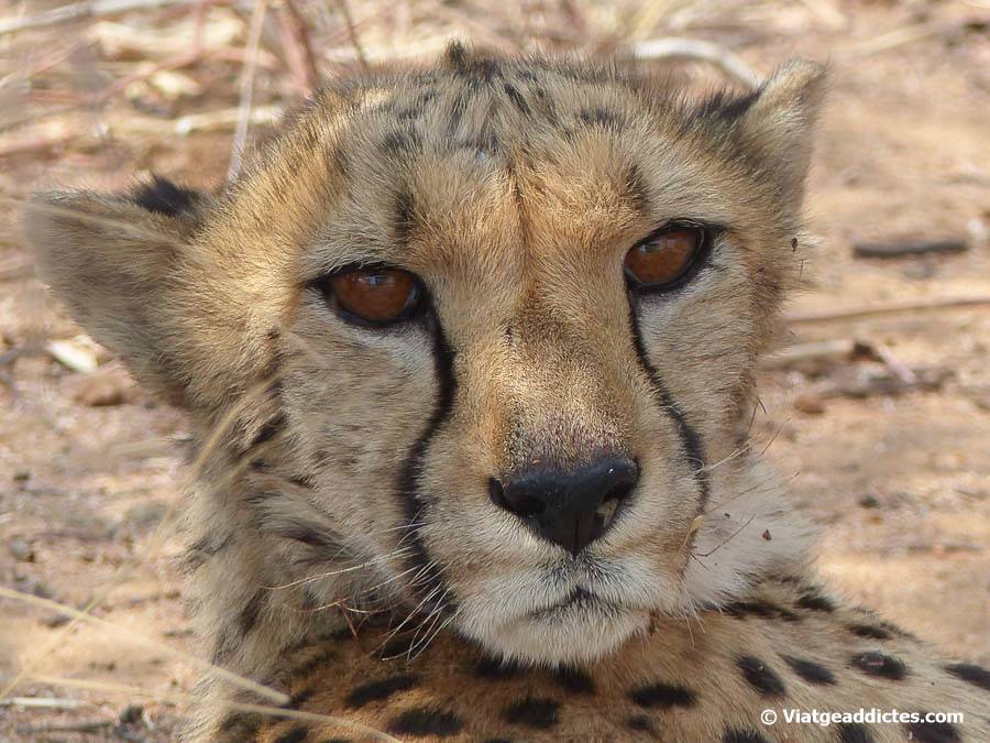 Primer pla d'un dels guepards del centre Cheetah Conservation Fund