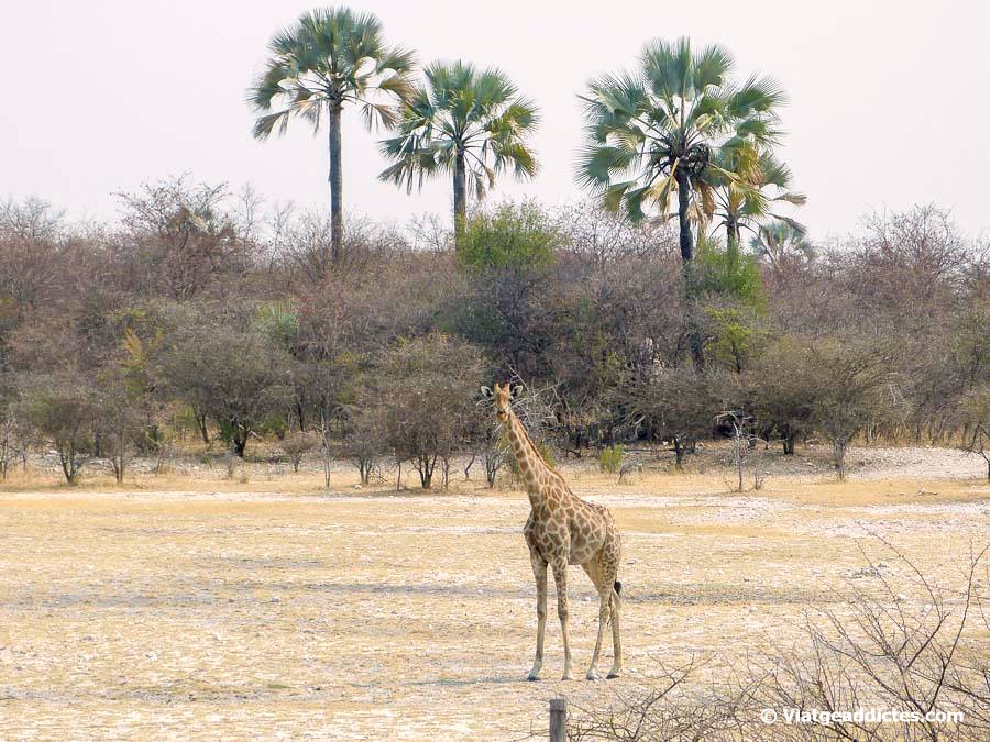 Girafa al costat de la carretera entre Grootfontein i Rundu