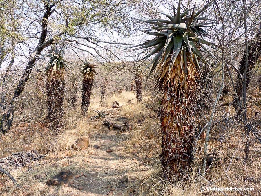 Exemplars de l'arbre Àloe Marlothii en el camí «Aloe Circle»