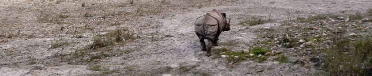 Rinoceronte de un solo cuerno en Chitwan NP