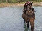 Elephant treking