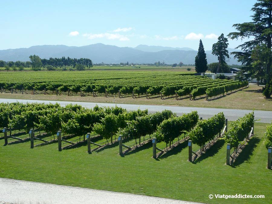 Vinyes de la bodega Wither Hills (Blenheim, illa Sud de Nova Zelanda) Vinyes de la bodega Wither Hills (Blenheim, illa Sud de Nova Zelanda)