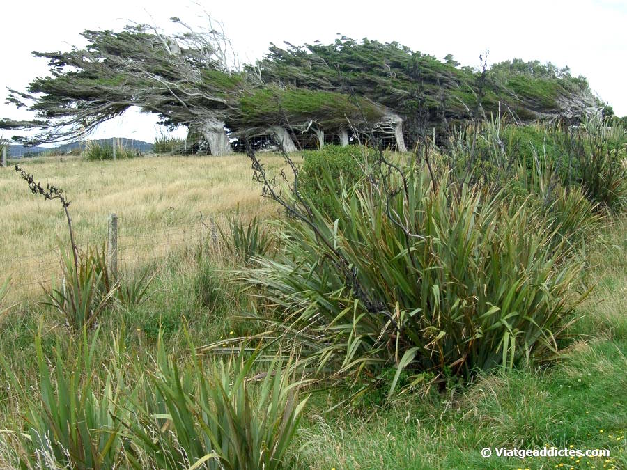 Arbres doblegats pel vent, entre Orepuki i Riverton (Catlins, illa Sud de Nova Zelanda) Arbres doblegats pel vent, entre Orepuki i Riverton (Catlins, illa Sud de Nova Zelanda)