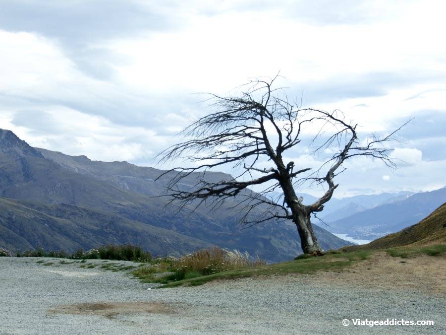 Un pi mort i castigat per la força del vent (Crown Range Summit, illa Sud de Nova Zelanda) Un pi mort i castigat per la força del vent (Crown Range Summit, illa Sud de Nova Zelanda)
