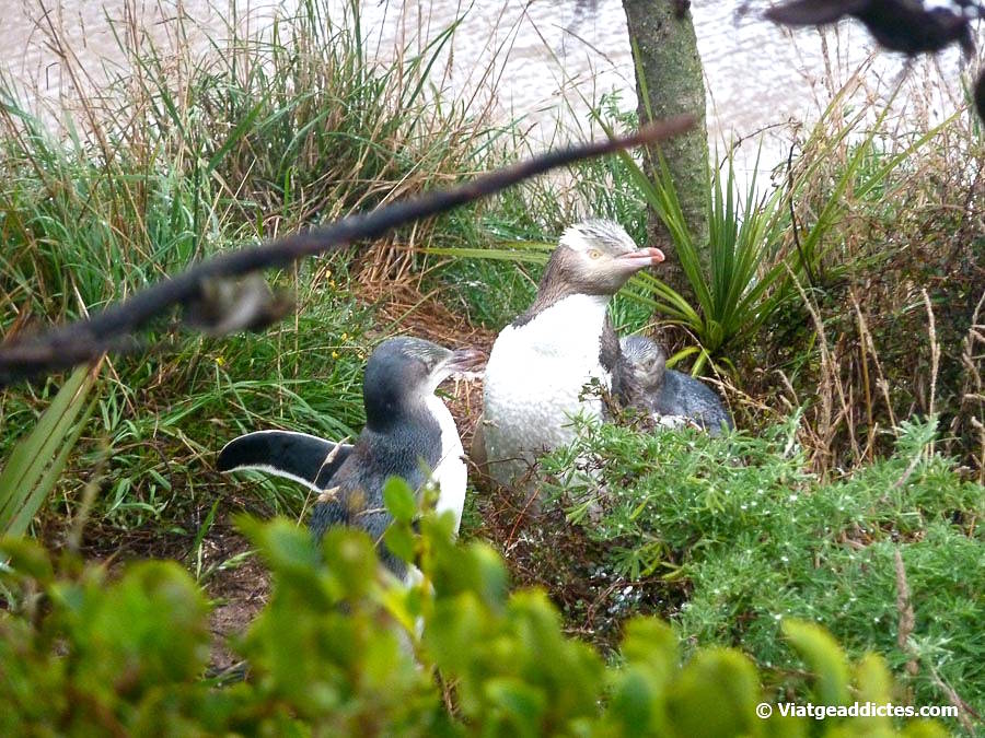 Un pingüí d'ulls grocs amb les seves cries (platja Bushy, Oamaru, illa Sud de Nova Zelanda) Un pingüí d'ulls grocs amb les seves cries (platja Bushy, Oamaru, illa Sud de Nova Zelanda)