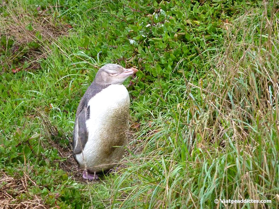 Un pingüí d'ulls grocs enmig de l'herba (platja Bushy, Oamaru, illa Sud de Nova Zelanda) Un pingüí d'ulls grocs enmig de l'herba (platja Bushy, Oamaru, illa Sud de Nova Zelanda)