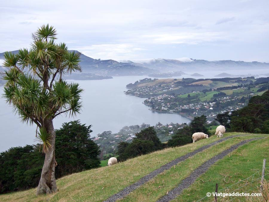 Panoràmica sobre la costa nord de la península d'Otago des del mirador Highcliff (península d'Otago, illa Sud de Nova Zelanda) Panoràmica sobre la costa nord de la península d'Otago des del mirador Highcliff (península d'Otago, illa Sud de Nova Zelanda)