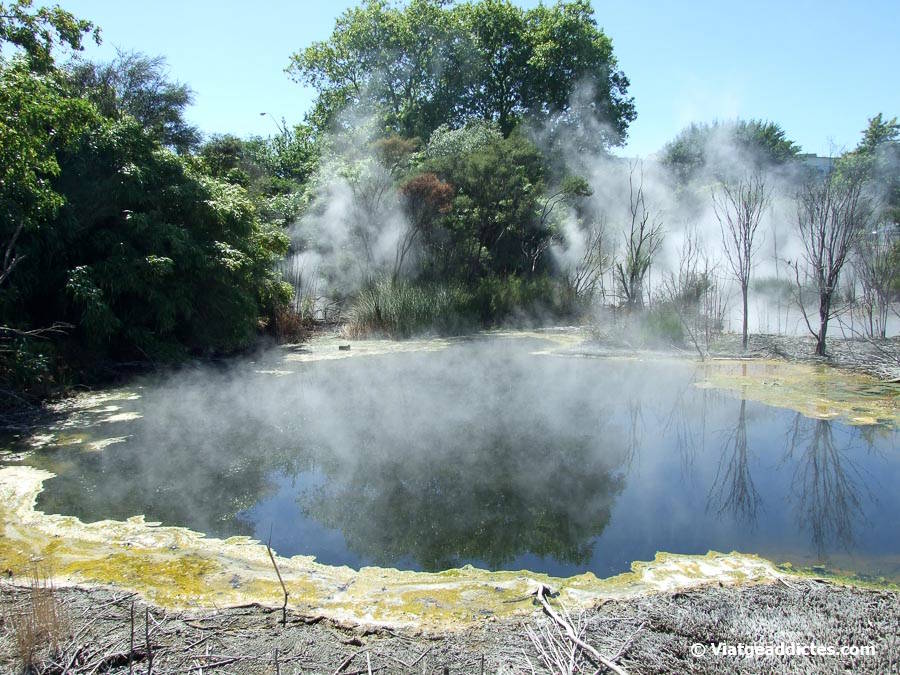 Piscina termal dins del parc Kuirau (Rotorua, illa Nord de Nova Zelanda) Piscina termal dins del parc Kuirau (Rotorua, illa Nord de Nova Zelanda)